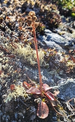 Micranthes hieraciifolia