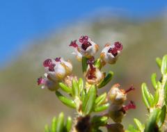Erica hispidula hispidula