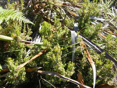 Erica hispidula hispidula