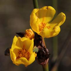 Bobartia longicyma microflora