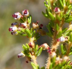 Erica hispidula hispidula
