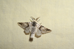 Furcula scolopendrina