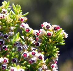 Erica hispidula hispidula