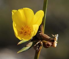 Bobartia longicyma microflora