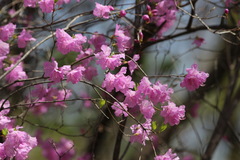 Prunus