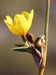 Bobartia longicyma microflora