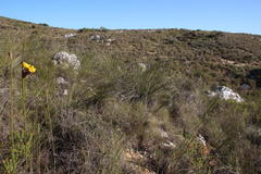 Bobartia longicyma microflora