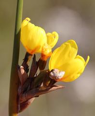 Bobartia longicyma microflora