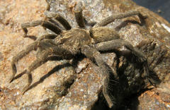 Harpactirella overdijki