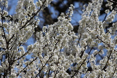 Prunus