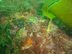 Parablennius cornutus