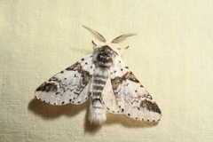 Furcula scolopendrina