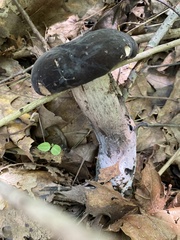 Tylopilus alboater