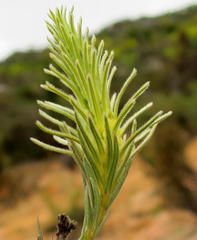 Phylica velutina