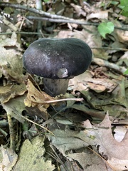Tylopilus alboater