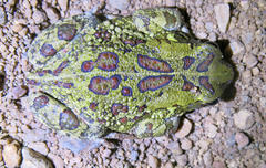 Sclerophrys garmani