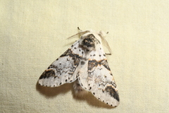 Furcula scolopendrina