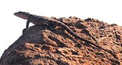 Pseudocordylus melanotus