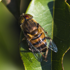 Eristalinus taeniops
