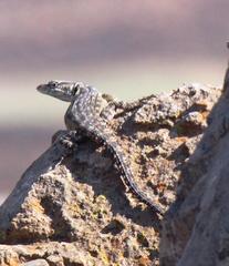 Pseudocordylus melanotus