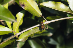 Eristalinus taeniops