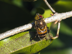 Eristalinus taeniops