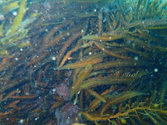 Anthophycus longifolius