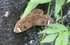 Erebus hieroglyphica