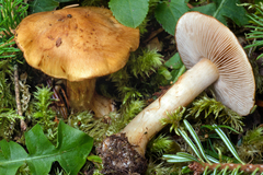 Cortinarius piceae