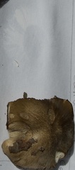 Tricholoma virgatum
