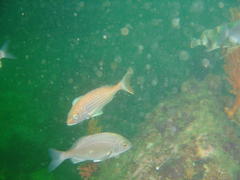 Pterogymnus laniarius