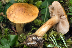 Cortinarius piceae