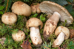 Russula illota