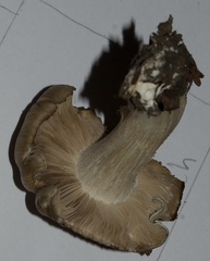 Tricholoma virgatum