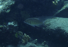 Lethrinus ornatus