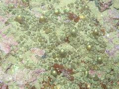 Cliona viridis