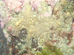 Cliona viridis