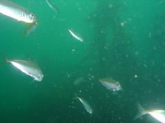 Trachurus trachurus