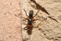 Senopterina caerulescens