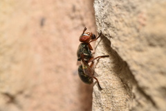 Senopterina caerulescens