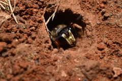 Sphex dorsalis
