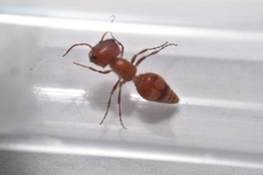 Myrmilloides grandiceps