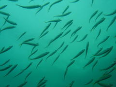 Trachurus trachurus