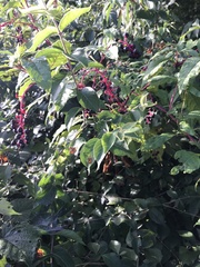 Phytolacca americana