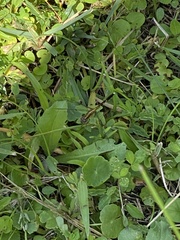 Erythrodiplax minuscula image