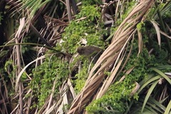 Macaca fascicularis