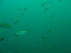 Trachurus trachurus
