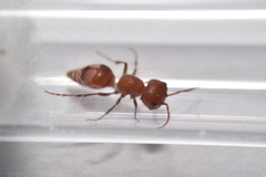 Myrmilloides grandiceps