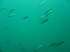 Trachurus trachurus