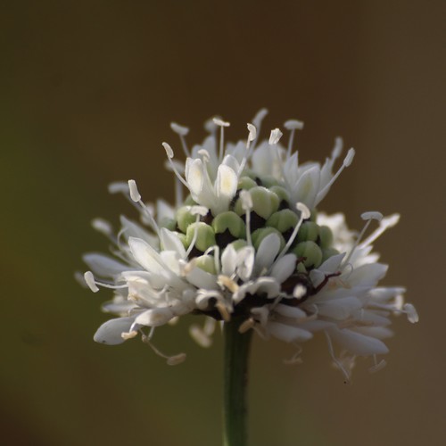 Cephalaria retrosetosa